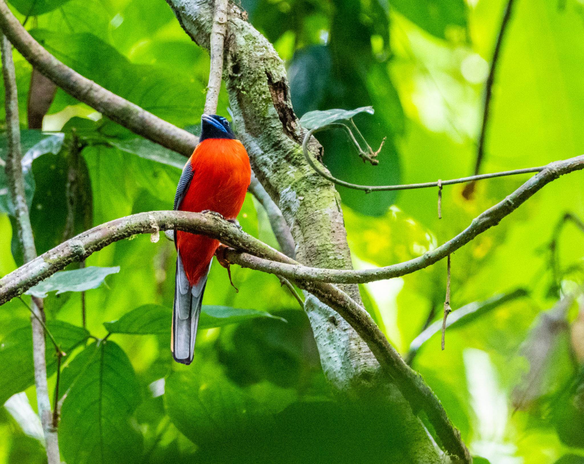 Scarlet rumped Trogon